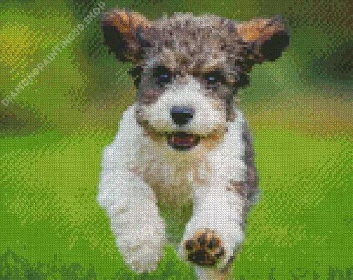 The Cavachon Dog Diamond Painting