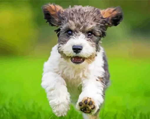 The Cavachon Dog Diamond Painting