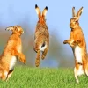 Jumping Hares Diamond Painting