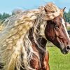 Brown Horse Diamond Painting