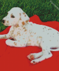 Blond Dalmatian Diamond Painting