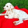 Blond Dalmatian Diamond Painting