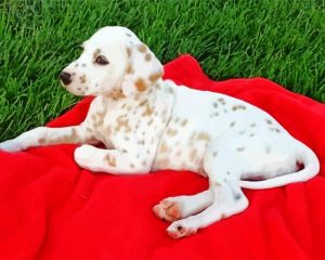 Blond Dalmatian Diamond Painting