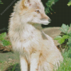 Blond Fox Diamond Painting