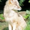 Blond Fox Diamond Painting