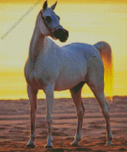 Blonde Arabian Horse Diamond Painting
