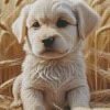 Labrador Puppy Diamond Painting