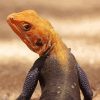 Orange Agama Diamond Painting