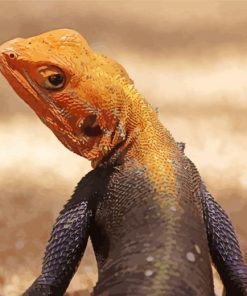 Orange Agama Diamond Painting