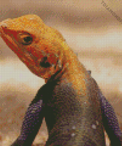 Orange Agama Diamond Painting