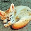 Wild Blond Fox Diamond Painting