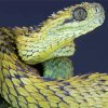African Bush Viper Diamond Painting