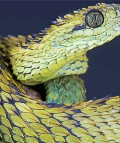 African Bush Viper Diamond Painting