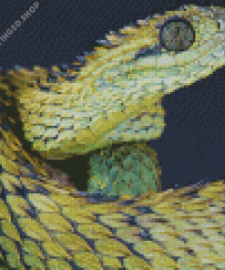 African Bush Viper Diamond Painting