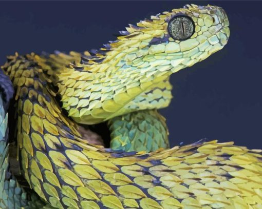 African Bush Viper Diamond Painting