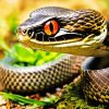Black Pit Viper Diamond Painting