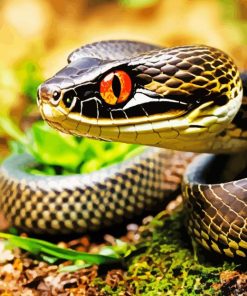 Black Pit Viper Diamond Painting