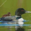 Common Loon Diamond Painting