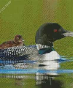 Common Loon Diamond Painting