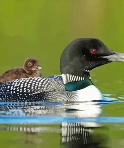 Common Loon Diamond Painting