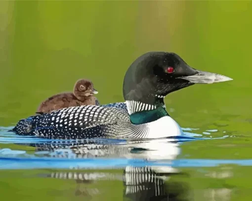 Common Loon Diamond Painting