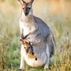 Kangaroo In A Pouch Diamond Painting