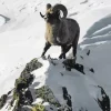 Sheep In Snow Diamond Painting