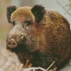 Boar Animal Diamond Painting