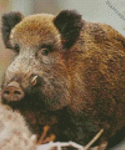 Boar Animal Diamond Painting