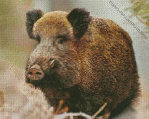 Boar Animal Diamond Painting
