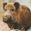 Boar Animal Diamond Painting