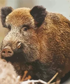 Boar Animal Diamond Painting