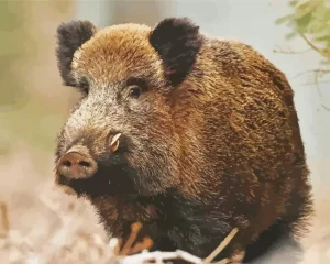Boar Animal Diamond Painting