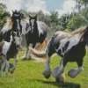 Vanner Horses Diamond Painting