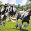 Vanner Horses Diamond Painting