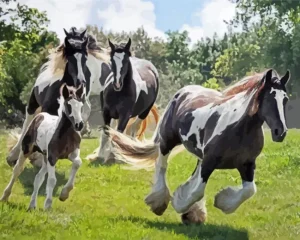 Vanner Horses Diamond Painting