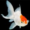 Oranda Goldfish Diamond Painting