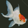 Oranda Goldfish Diamond Painting