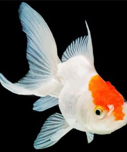 Oranda Goldfish Diamond Painting