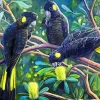 Black Cockatoos Diamond Painting