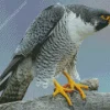 Peregrine Falcon Diamond Painting