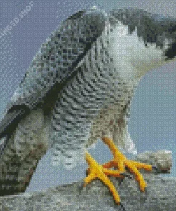 Peregrine Falcon Diamond Painting
