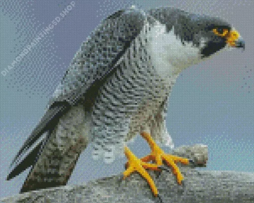 Peregrine Falcon Diamond Painting