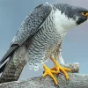 Peregrine Falcon Diamond Painting