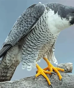 Peregrine Falcon Diamond Painting