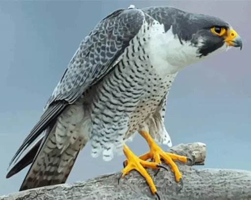 Peregrine Falcon Diamond Painting