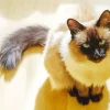 Balinese Cat Diamond Painting
