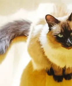 Balinese Cat Diamond Painting