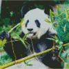 Bamboo Panda Diamond Painting
