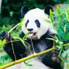 Bamboo Panda Diamond Painting
